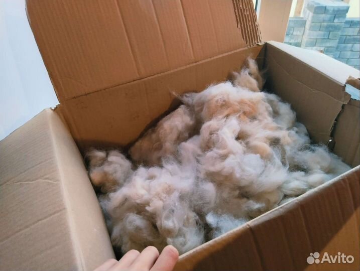 Шерсть самоеда