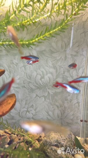 Аквариумные рыбки