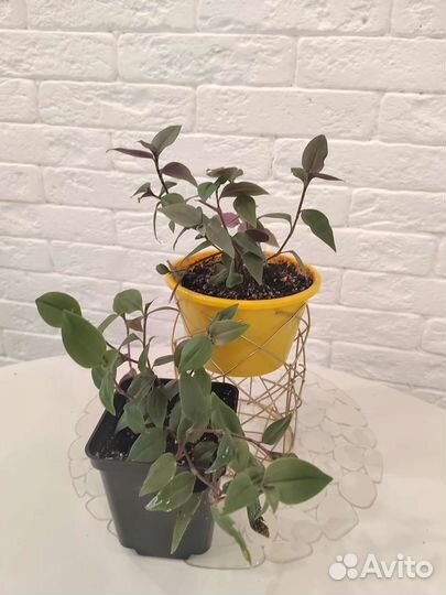 Традесканция мелколистная