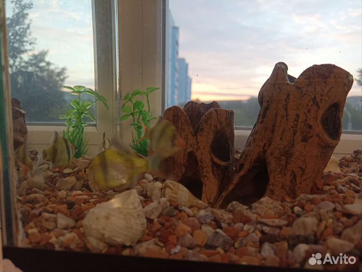 Отдам аквариум с рыбками