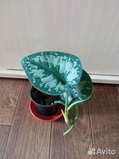 Сциндапсус