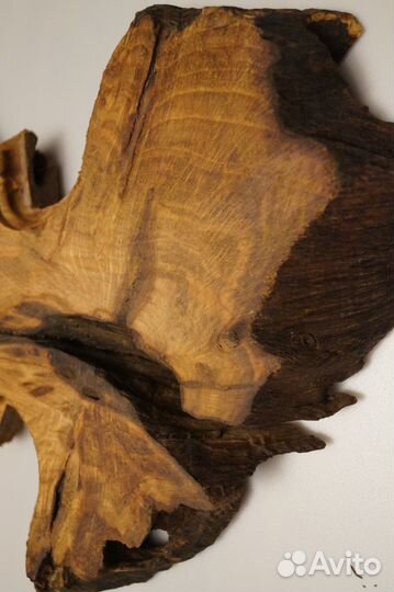 Коллекция медальонов корневых