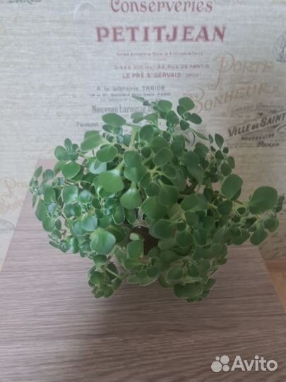 Аихризон-дерево любви