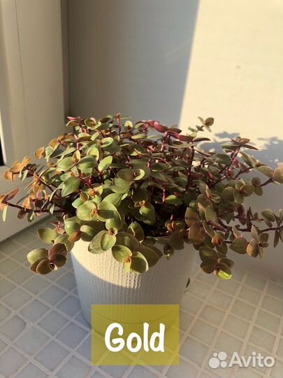 Каллизия 3 сорта + миксы