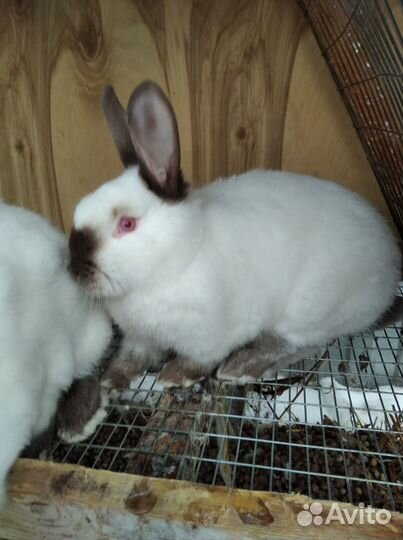 Кролики Калифорния и белый панон