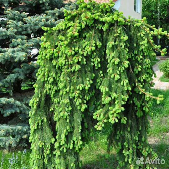 Ель плакучач инверса