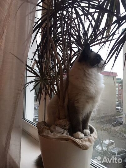 Вязка, кот, жених, невская маскарадная