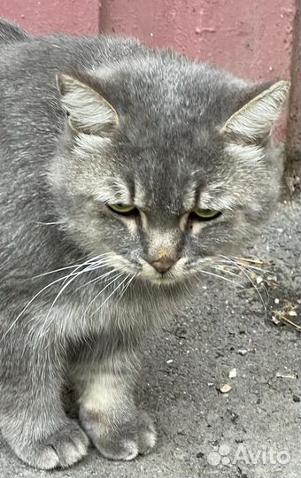 Кот ищет дом