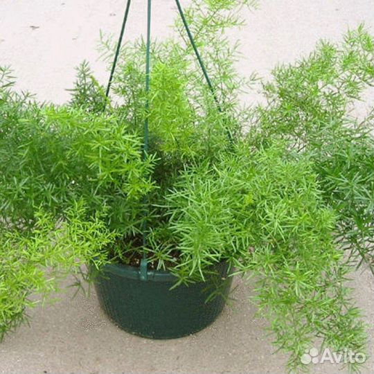 Аспарагусы