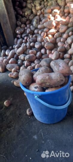 Продам картофель