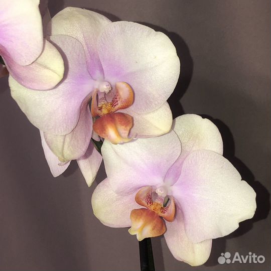 Неоновая орхидея фаленопсис Peaches