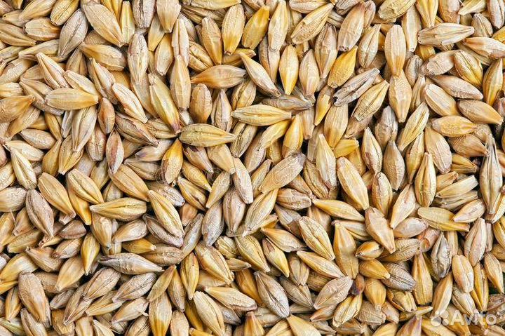 Пшеница, ячмень, рожь, овёс