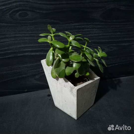 Кашпо для цветов на 1 литр, авито доставка 42