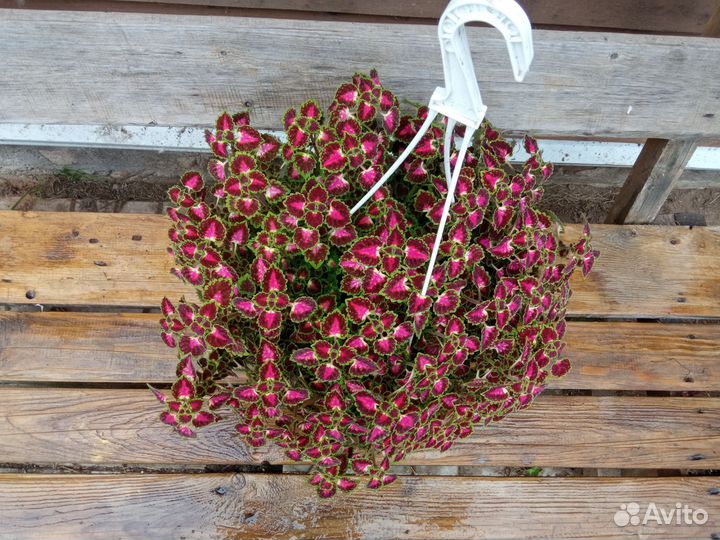 Колеус ампельный