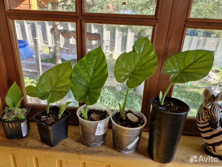 Алоказия Кукуллата 