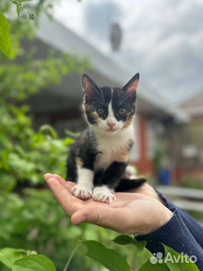 Отдам котёнка бесплатно. Обе Девочки