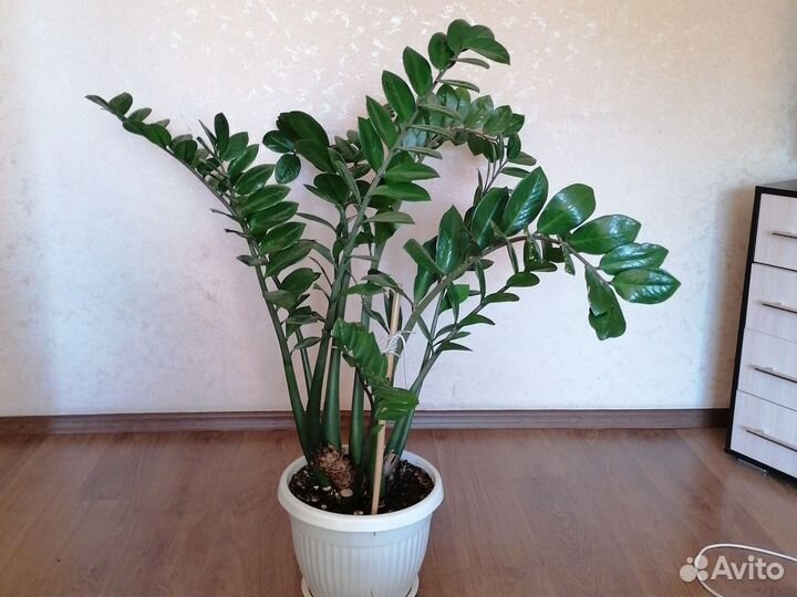 Замиокулькас