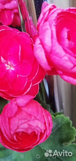 Пеларгонии