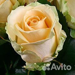 Розы и плодовые деревья, хвойники