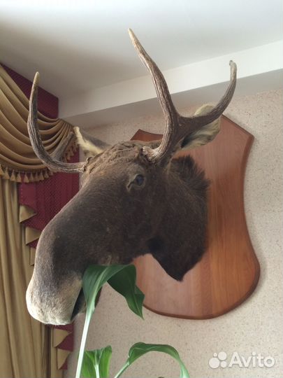 Чучело лося