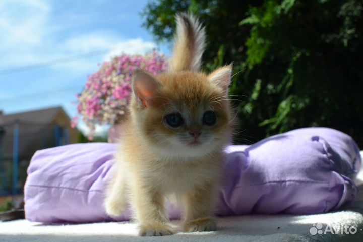 Британские золотистые шиншиллы котята