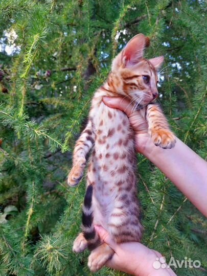 Бенгальский котёнок мальчик с документами
