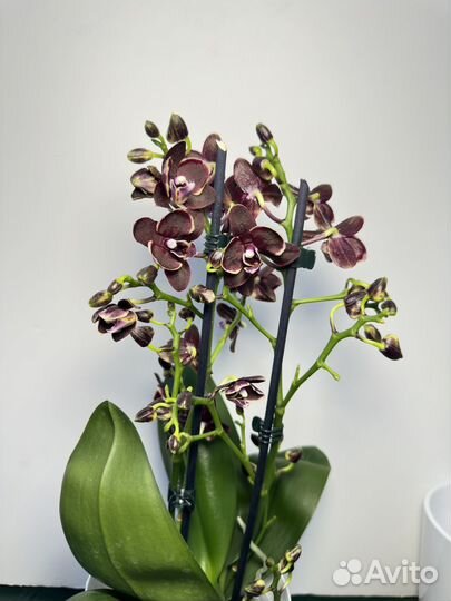 Орхидея фаленопсис