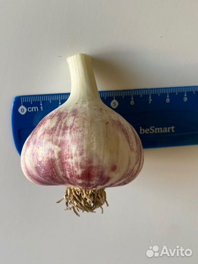 Семенной чеснок Любаша