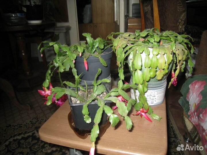 Комнатные цветы