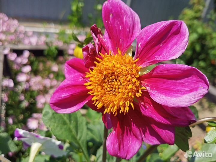 Цветущее кашпо