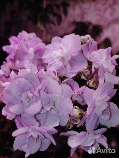 Фиалка Ле -Лилия