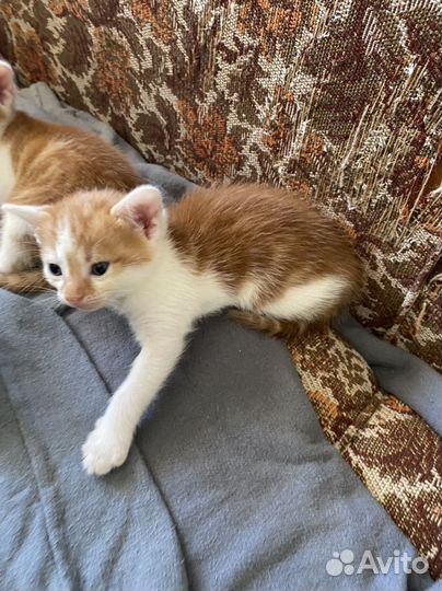 Рыжие котята