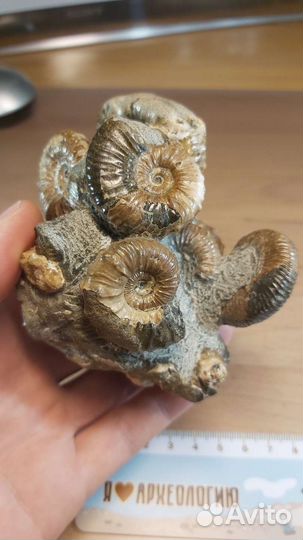 Красивое скопление аммонитов