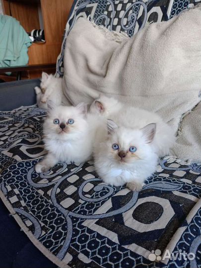 Шотландский котята