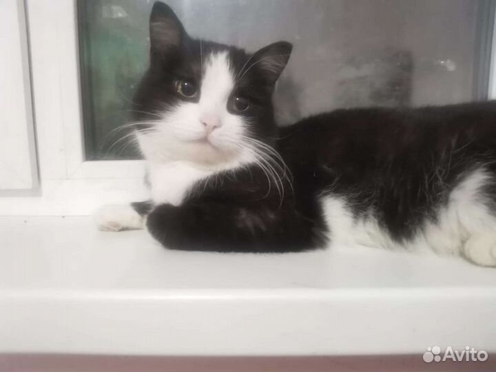 Коты в добрые руки