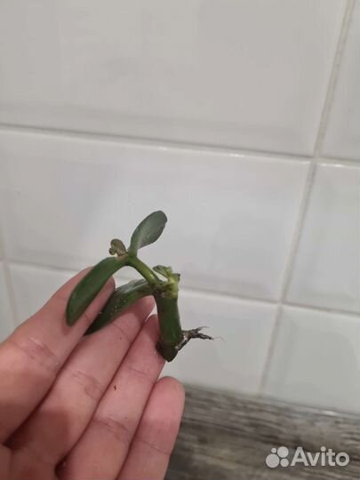 Денежное дерево. Толстянка. Сукулент