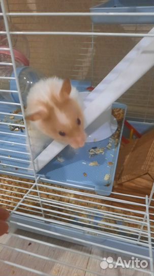 Хомяки сирийские с клеткой