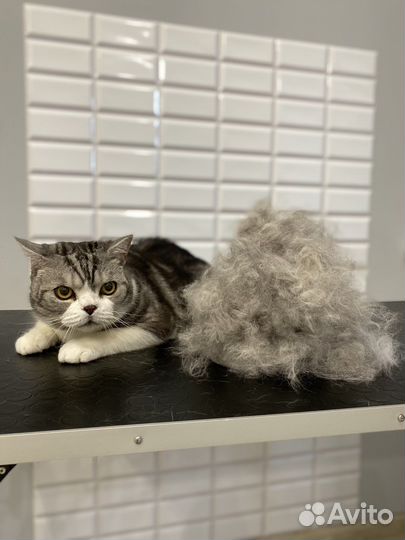 Экспресс-линька, груминг собак И кошек