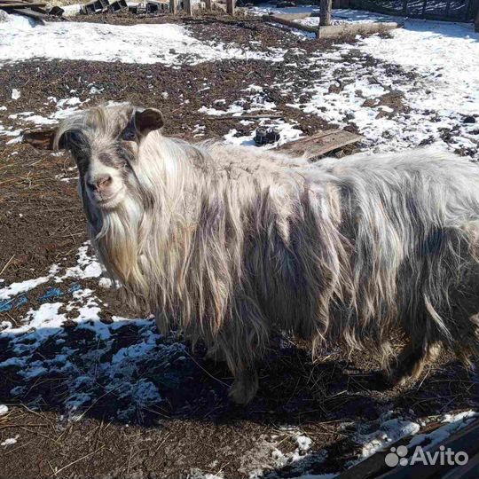 Альпийские козлы