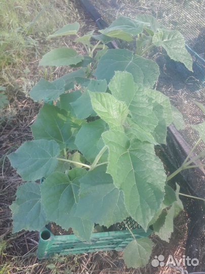 Павловния Пао Тонг Z07