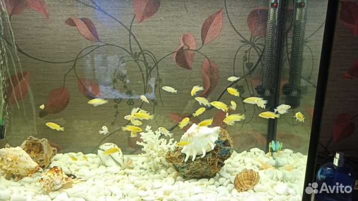 Рыба цихлиды