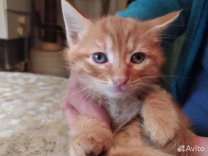 Рыжие котята в добрые руки