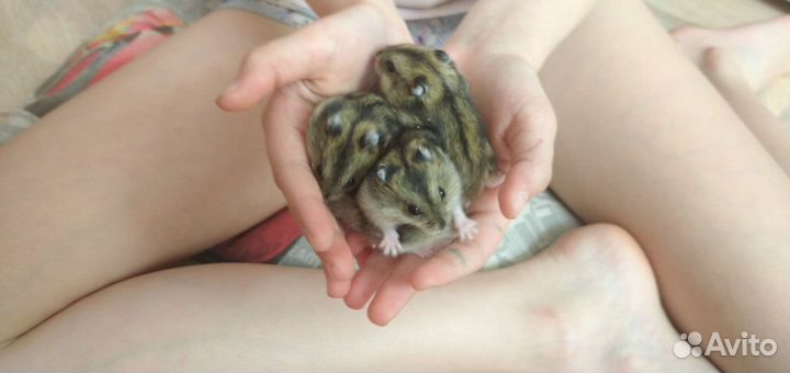 Джунгарский хомяк