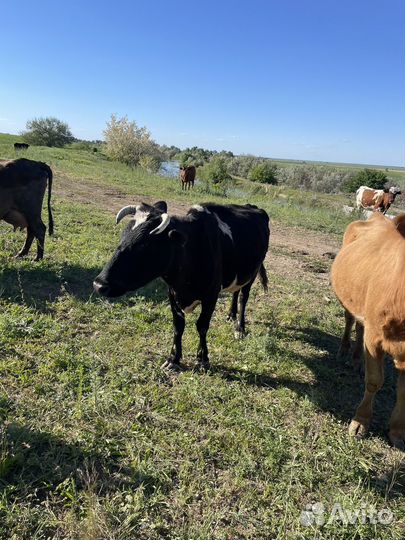 Корова дойная с теленком