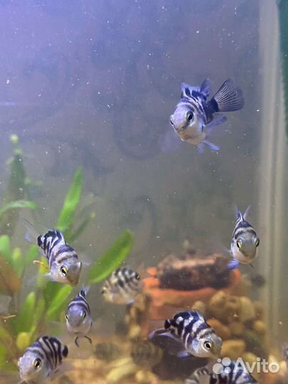 Сапфировый попугай