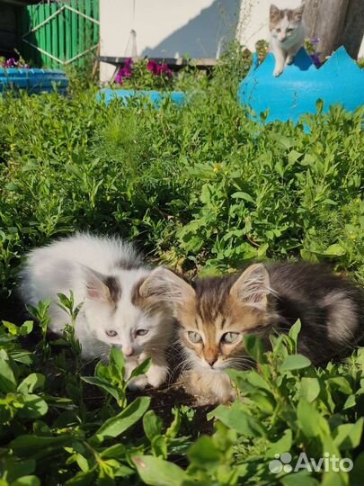 Котята в добрые руки 1 месяц