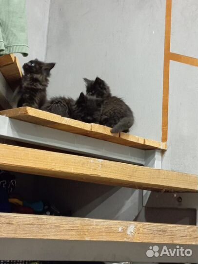 Котята мейн-кун