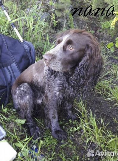 Щенки русского охотничего спаниеля