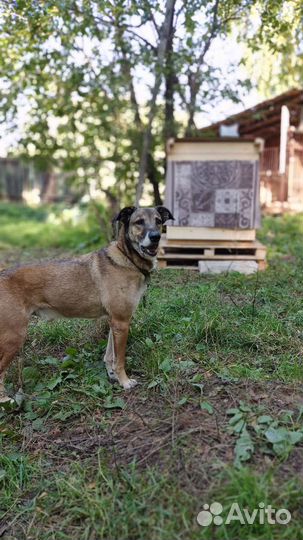 Бельгийская овчарка малинуа фенотип