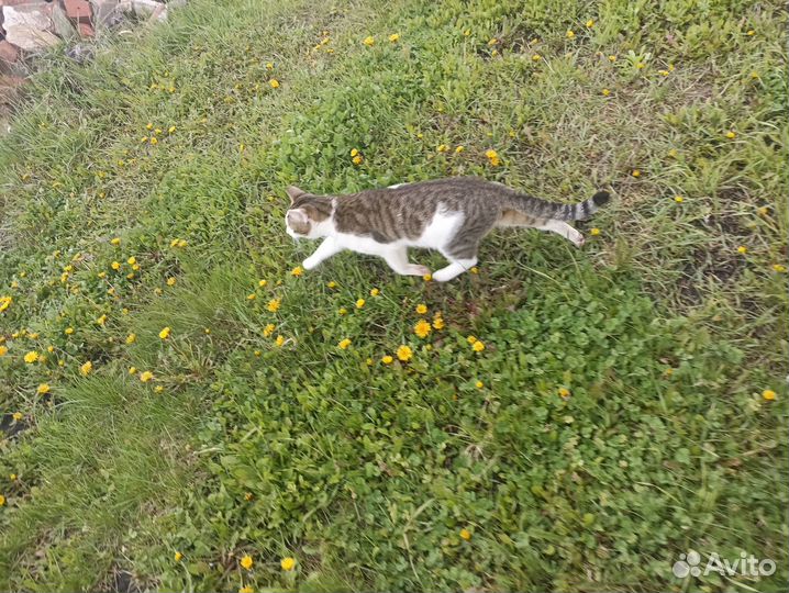 Отдам котенка